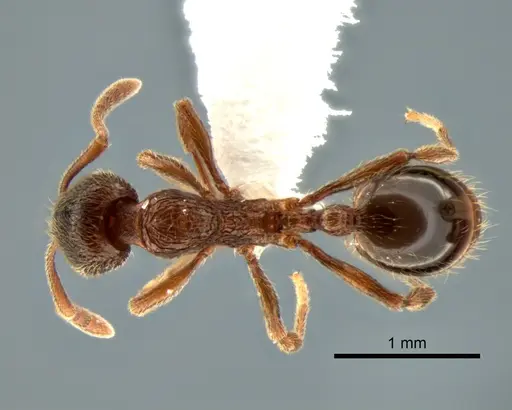 Stenamma snellingi - CASENT0882270