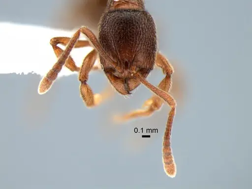 Stenamma snellingi - CASENT0882270