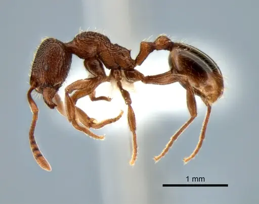 Stenamma snellingi - CASENT0882270