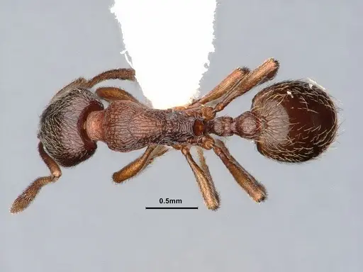 Stenamma snellingi - CASENT0883302