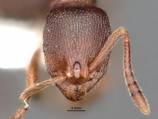 Stenamma snellingi - CASENT0883302