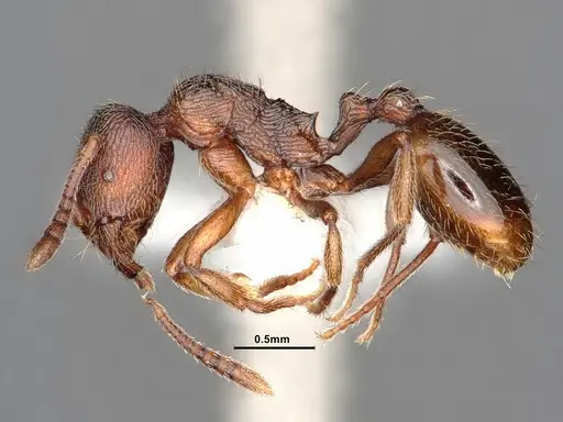 Stenamma snellingi - CASENT0883302