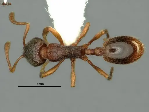 Stenamma snellingi - CASENT0883382