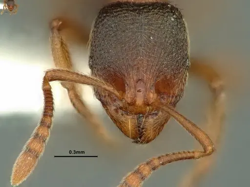 Stenamma snellingi - CASENT0883382