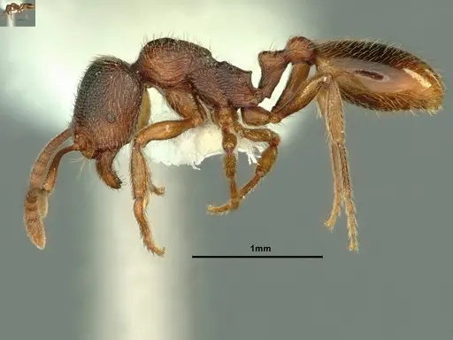 Stenamma snellingi - CASENT0883382