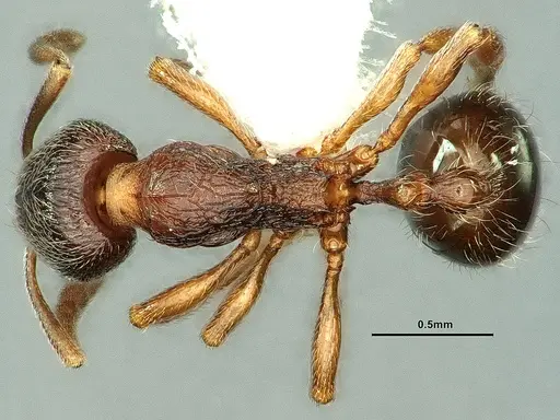 Stenamma snellingi - CASENT0883416