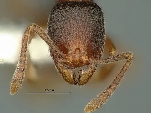 Stenamma snellingi - CASENT0883416