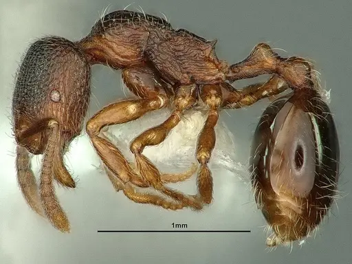 Stenamma snellingi - CASENT0883416