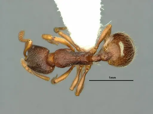 Stenamma snellingi - CASENT0883417