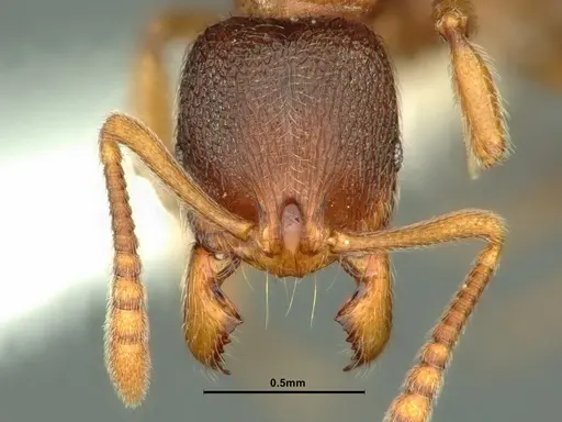 Stenamma snellingi - CASENT0883417