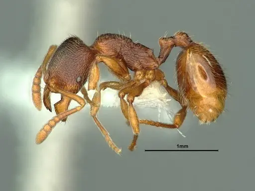 Stenamma snellingi - CASENT0883417