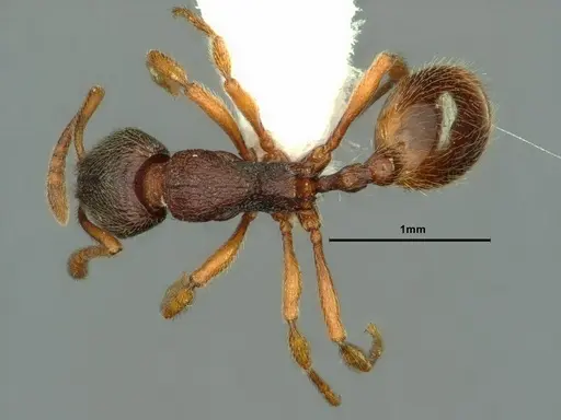 Stenamma snellingi - CASENT0883418