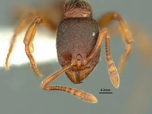 Stenamma snellingi - CASENT0883418