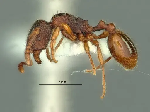 Stenamma snellingi - CASENT0883418