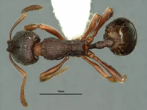 Stenamma snellingi - CASENT0883420