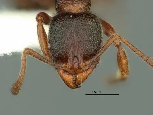 Stenamma snellingi - CASENT0883420