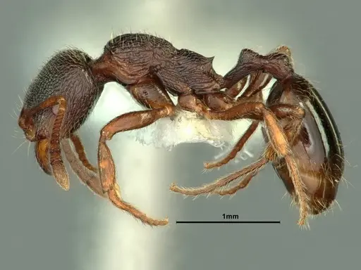 Stenamma snellingi - CASENT0883420