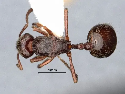 Stenamma snellingi - CASENT0884234