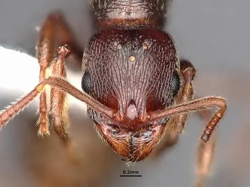 Stenamma snellingi - CASENT0884234