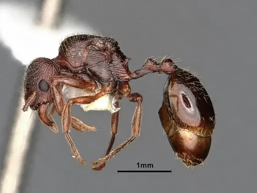 Stenamma snellingi - CASENT0884234