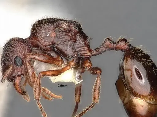 Stenamma snellingi - CASENT0884234