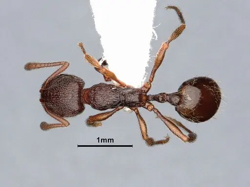 Stenamma snellingi - CASENT0884237