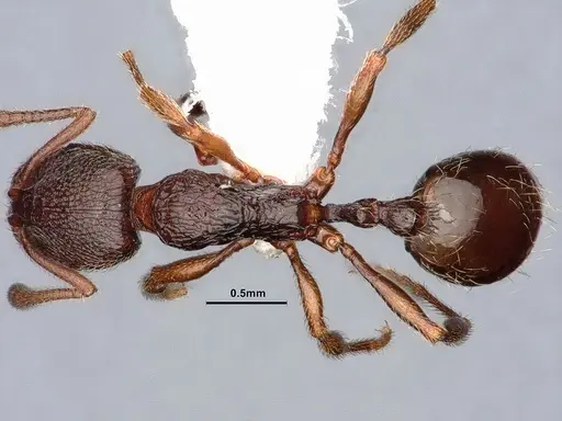 Stenamma snellingi - CASENT0884237