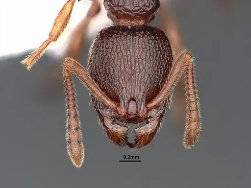 Stenamma snellingi - CASENT0884237