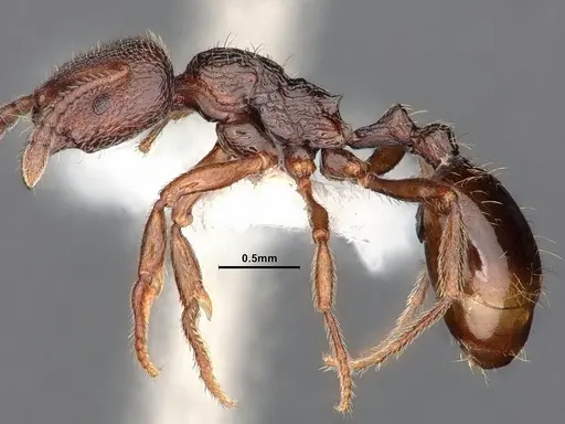 Stenamma snellingi - CASENT0884237