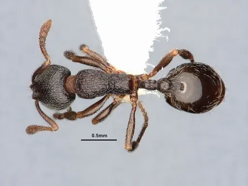 Stenamma snellingi - CASENT0884239