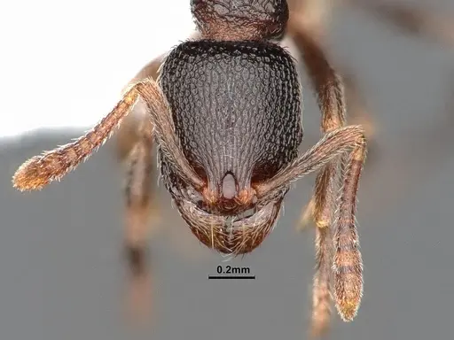 Stenamma snellingi - CASENT0884239