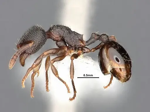 Stenamma snellingi - CASENT0884239