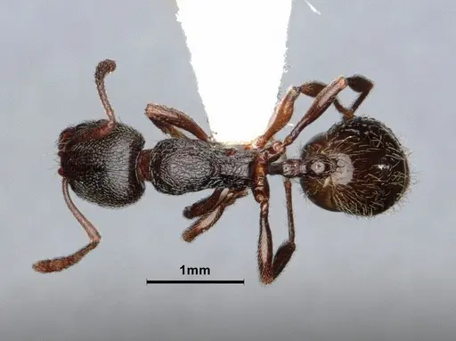 Stenamma snellingi - CASENT0884242