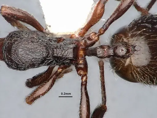 Stenamma snellingi - CASENT0884242