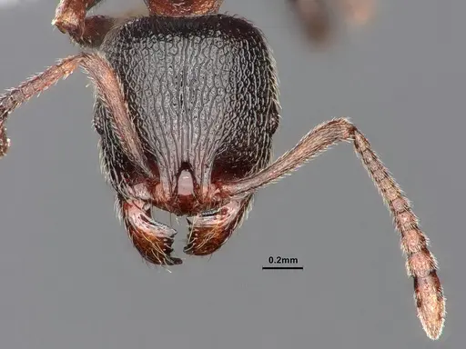 Stenamma snellingi - CASENT0884242