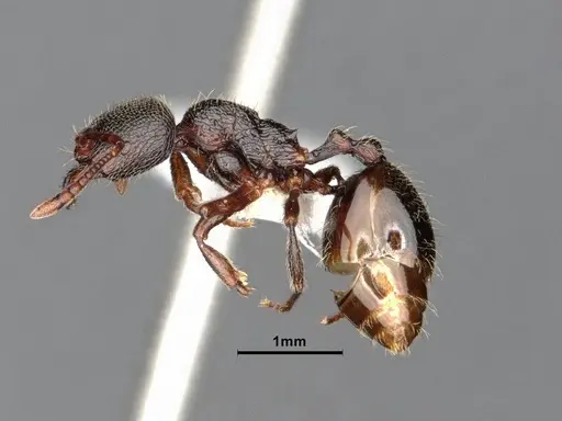 Stenamma snellingi - CASENT0884242