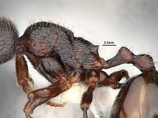 Stenamma snellingi - CASENT0884242