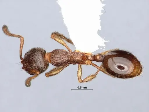 Stenamma snellingi - CASENT0884243