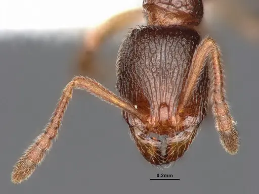 Stenamma snellingi - CASENT0884243