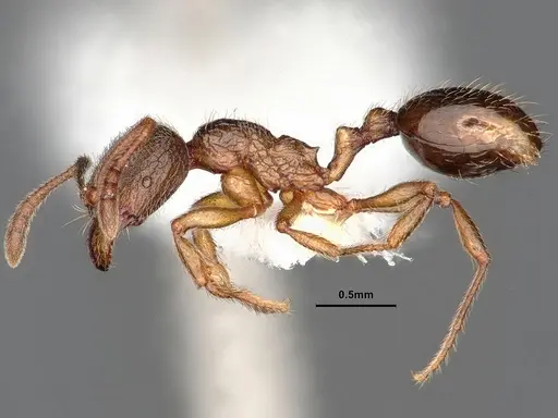 Stenamma snellingi - CASENT0884243