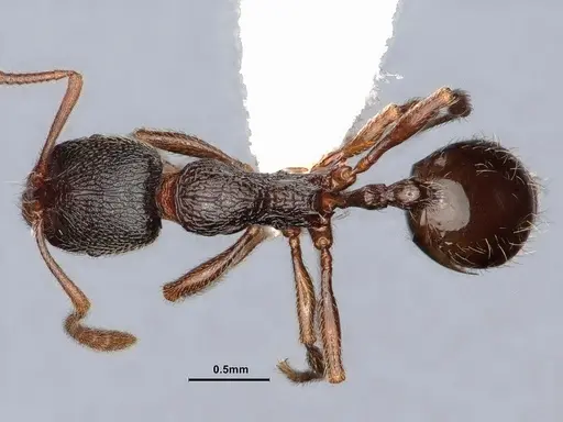 Stenamma snellingi - CASENT0884246