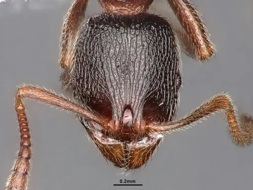 Stenamma snellingi - CASENT0884246