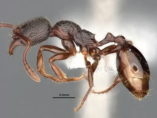 Stenamma snellingi - CASENT0884246