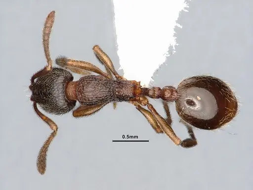 Stenamma snellingi - CASENT0884250