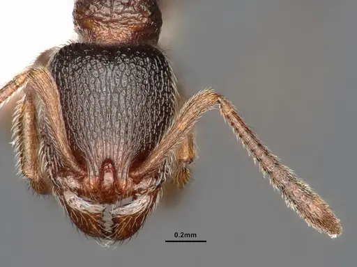 Stenamma snellingi - CASENT0884250