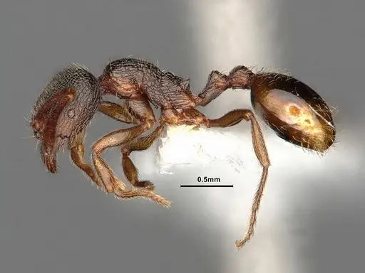 Stenamma snellingi - CASENT0884250