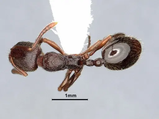 Stenamma snellingi - CASENT0884268