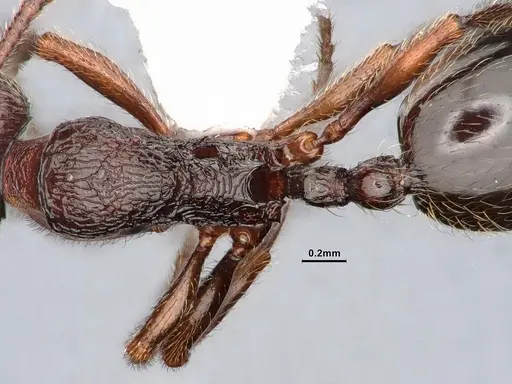 Stenamma snellingi - CASENT0884268