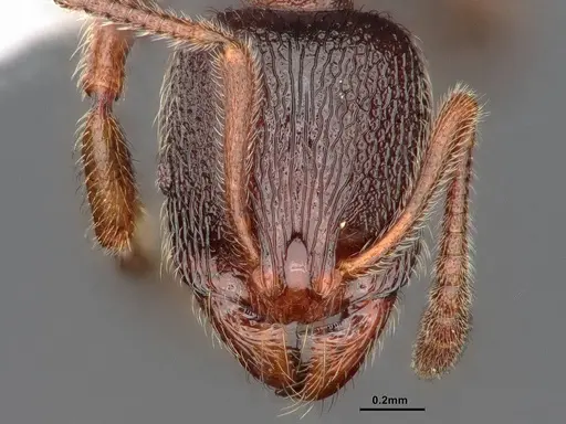 Stenamma snellingi - CASENT0884268