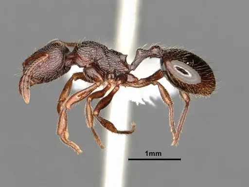 Stenamma snellingi - CASENT0884268